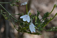 Rhinacanthus nasutus